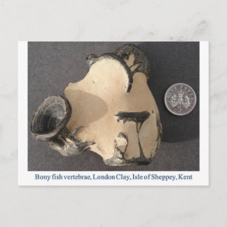 Fish vertebrae fossil postcard