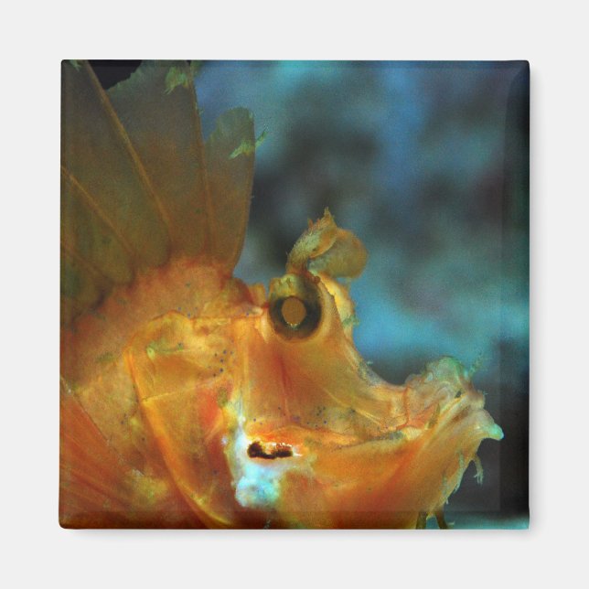 fisher magnet (Front)