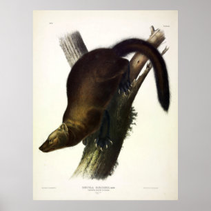 Fisher (Pennant's Marten or Cat Fisher) by Audubon Poster