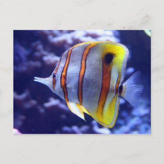 FISHER THE FISH POSTCARD