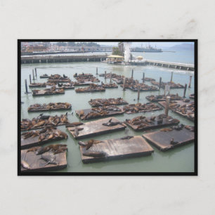 fisherman's wharf seals postcard