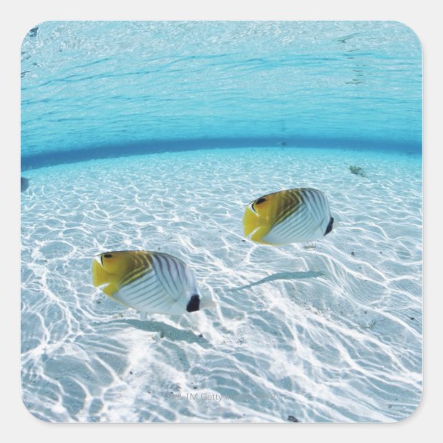 Fishes in the sea 2 square sticker (Front)