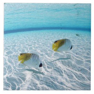 Fishes in the sea 2 tile