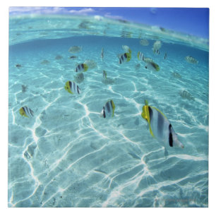 Fishes in the sea 3 tile