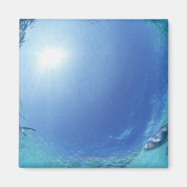 Fishes in the sea magnet (Front)