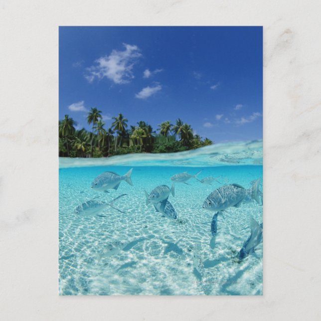 Fishes in the sea postcard (Front)