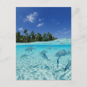 Fishes in the sea postcard