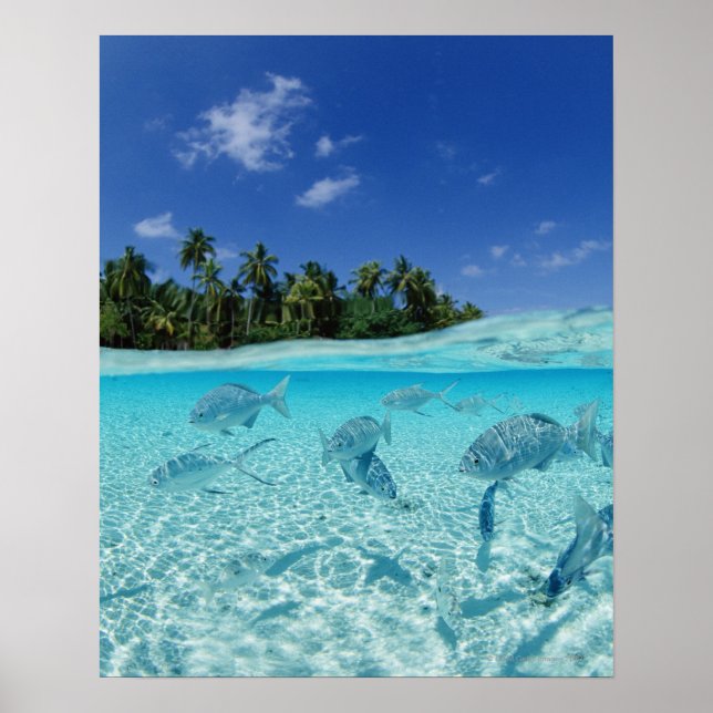 Fishes in the sea poster (Front)