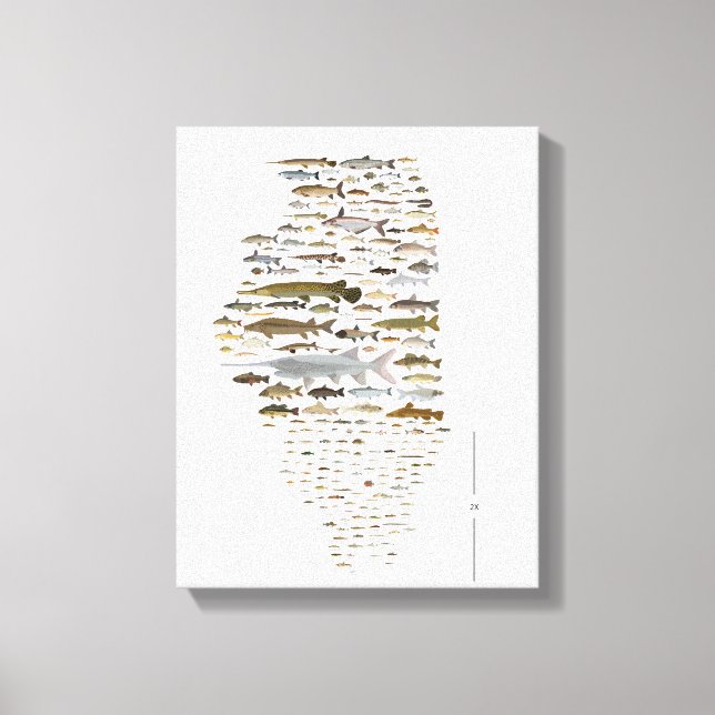 Fishes of Illinois Poster Canvas Print (Front)