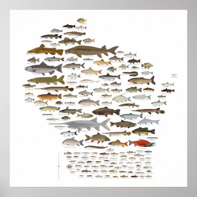 Fishes of Wisconsin Poster (Front)