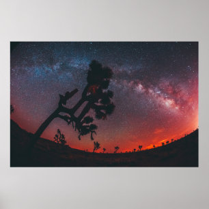 FISHEYE PHOTOGRAPHY OF SILHOUETTE TREE POSTER
