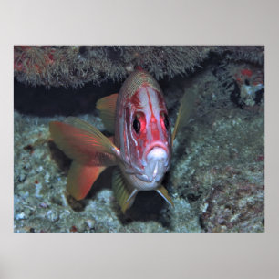 Fishface Poster