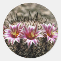 Fishhook Cactus