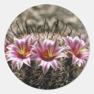 Fishhook Cactus Classic Round Sticker