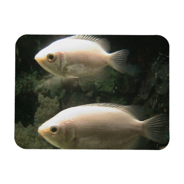 Fishies magnet (Horizontal)