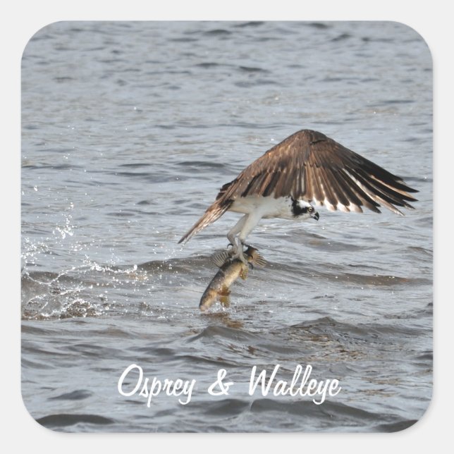 Fishing Osprey & Catch 3 Wildlife Photo Square Sticker (Front)