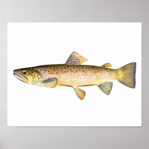 Fishing poster - Brown Trout Fish