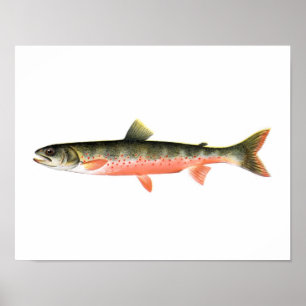 Fishing poster - Canadian Red Trout Female Fish
