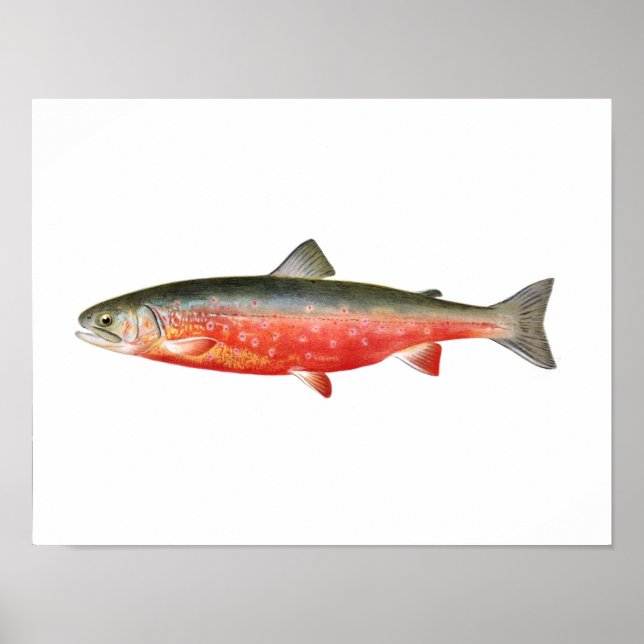 Fishing poster - Sunapee Trout Fish (Front)