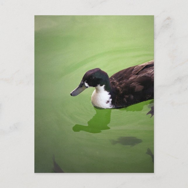 Fishing with ducks postcard (Front)