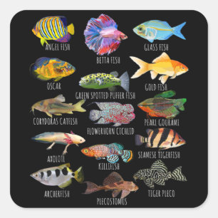 Fishkeeping Fish Species Biology Types Of Aquarium Square Sticker