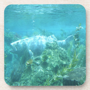 Fishy fishy... underwater fish image coaster