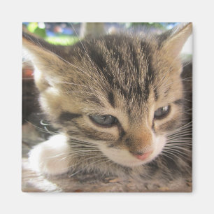 Fitsy the Pretty One Magnet