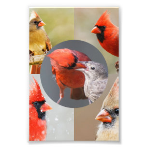 Five Beautiful Northern Cardinals Photo Print