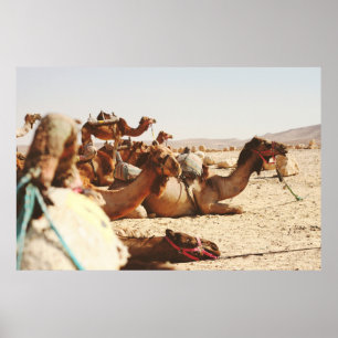 FIVE CAMELS ON FIELD POSTER
