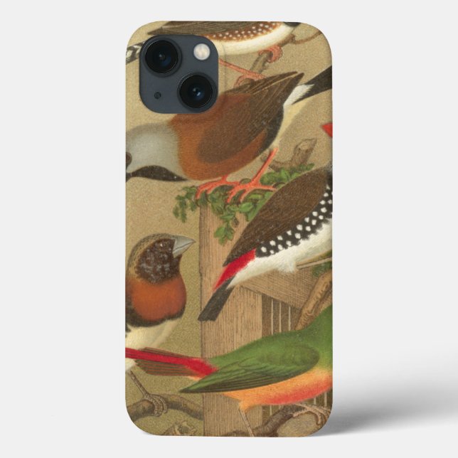 Five Colourful Pet Birds Perched on a Branch Case-Mate iPhone Case (Back)