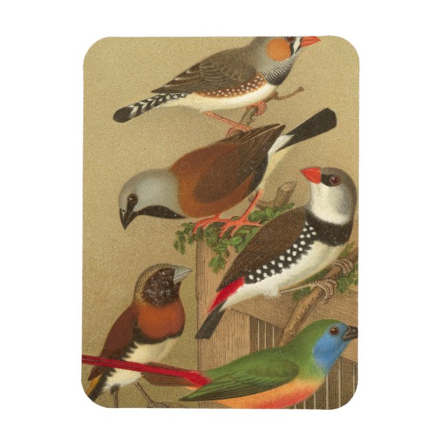 Five Colourful Pet Birds Perched on a Branch Magnet (Vertical)