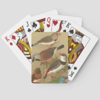 Five Colourful Pet Birds Perched on a Branch
