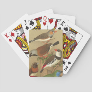 Five Colourful Pet Birds Perched on a Branch Playing Cards