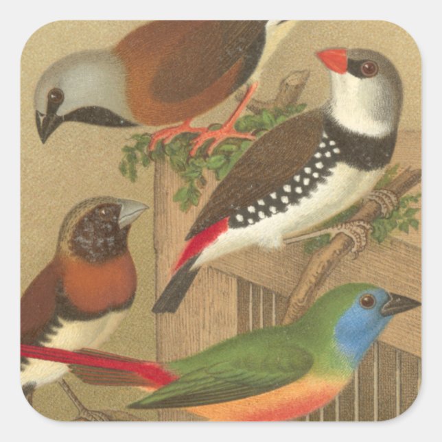 Five Colourful Pet Birds Perched on a Branch Square Sticker (Front)