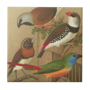 Five Colourful Pet Birds Perched on a Branch Tile