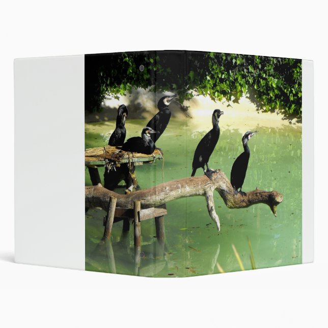 Five cormorants in Spain Binder (Background)