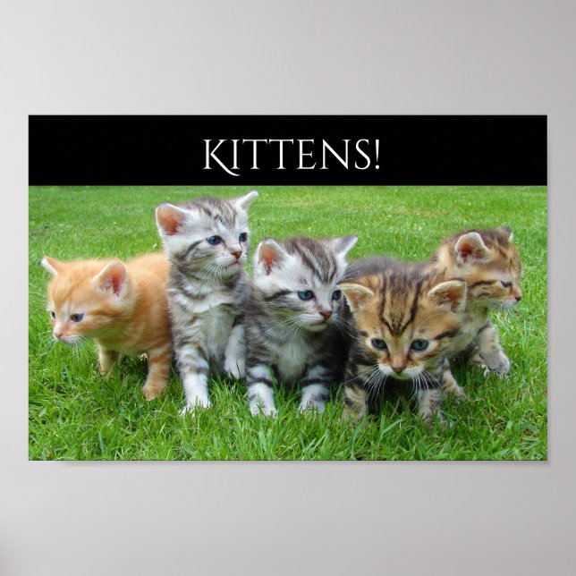 Five Cuddly Kittens Poster (Front)