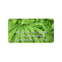 Five Finger Maidenhair Fern