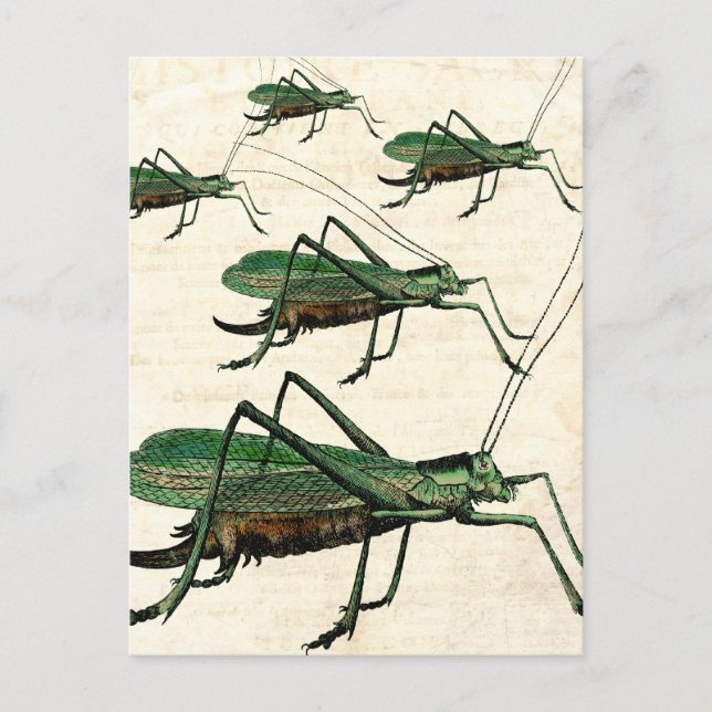 Five Green Grasshoppers or Katydids Postcard (Front)