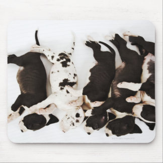 Five Harlequin Great Dane puppies sleeping in Mouse Pad