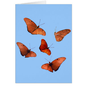 Five Julia Butterflies