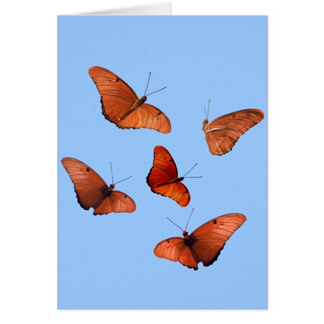 Five Julia Butterflies (Front)