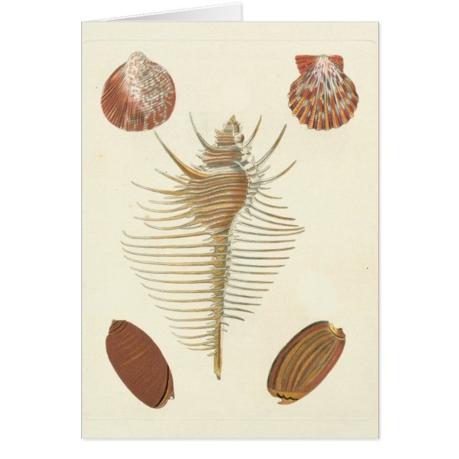 Five of a Kind Seashells (Front)