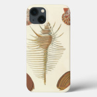 Five of a Kind Seashells