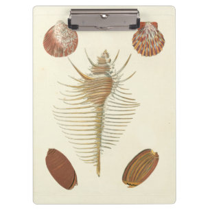 Five of a Kind Seashells Clipboard