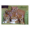 Five Orange Kittens on Chair