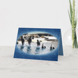 Five !Orcas at Marineland (france) Card