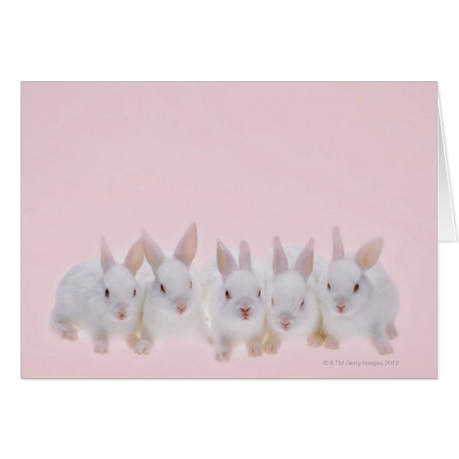 Five Rabbits 2 (Front Horizontal)