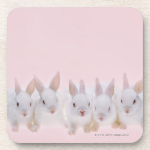 Five Rabbits 2 Coaster