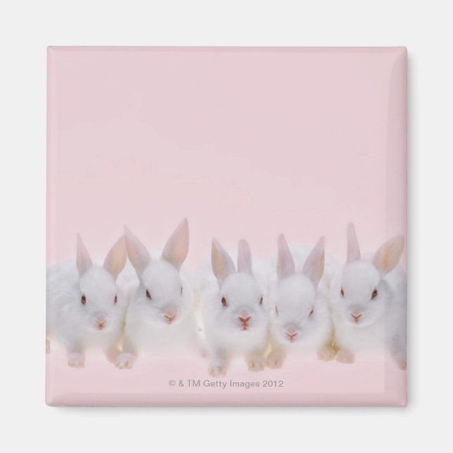 Five Rabbits 2 Magnet (Front)